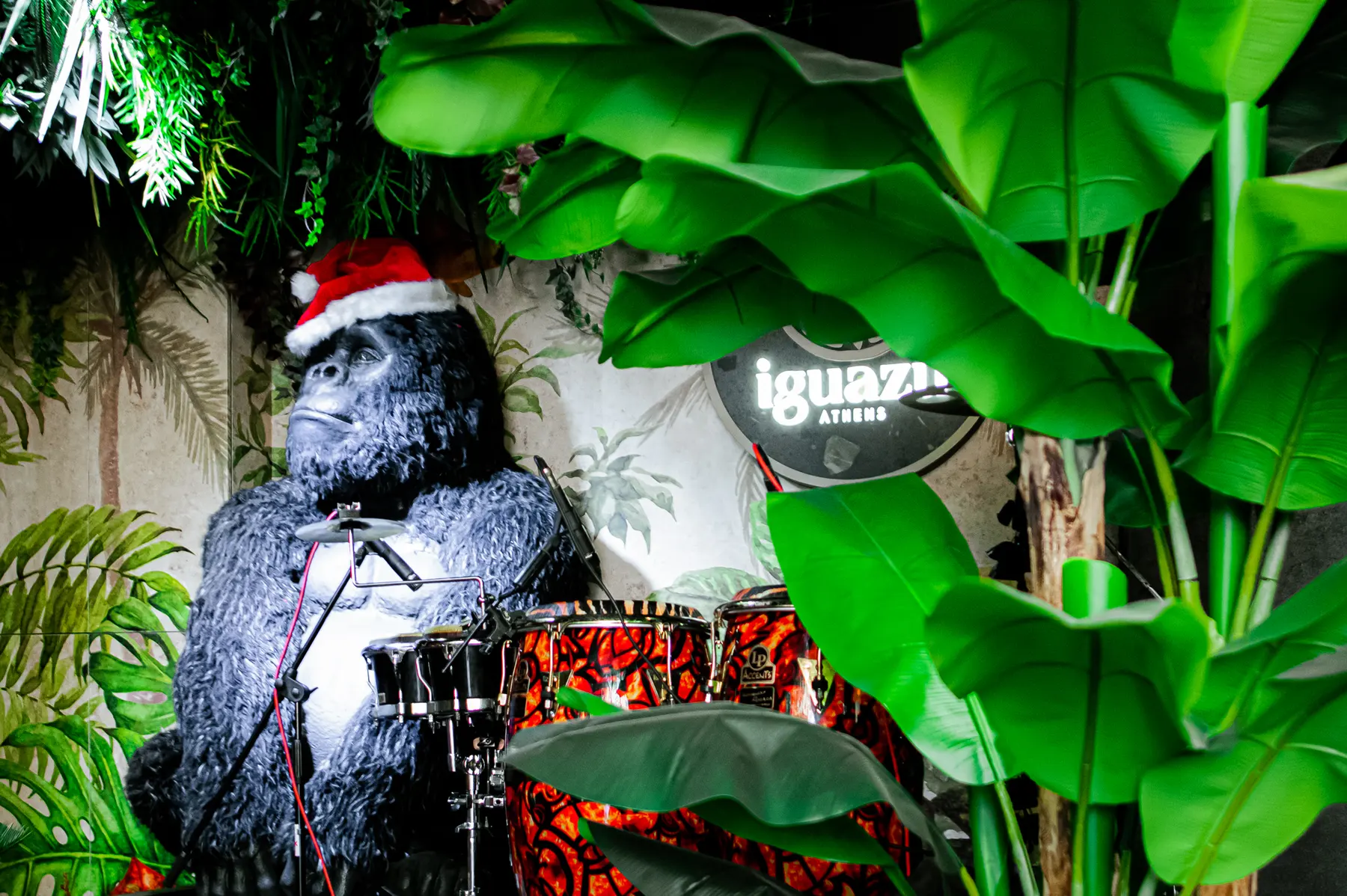 Il gorilla con il cappello da Babbo Natale accanto alla batteria, alla festa di Natale di Iguazu Athens