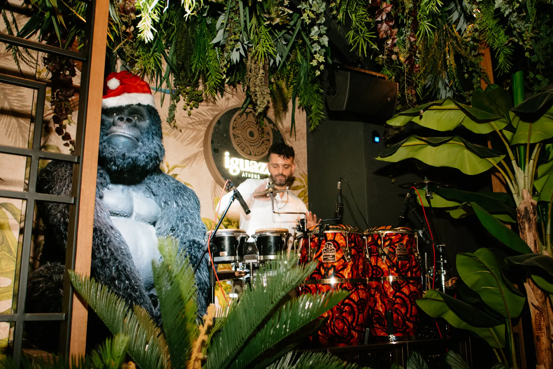 Il gorilla che sorveglia le percussioni durante una festa da Iguazu Athens
